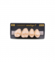 NEO LIGN P TOOTH POST 1G4 UPPER B2 4 pc ASST 14, 15, 16, 17