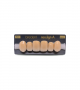 NEO LIGN A TOOTH ANT A44 UPPER A4 6 pc ASST 13, 12, 11, 21, 22, 23