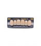 NEO LIGN A TOOTH ANT A44 UPPER D2 6 pc ASST 13, 12, 11, 21, 22, 23