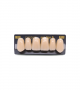 NEO LIGN A TOOTH ANT B51 UPPER B2 6 pc ASST 13, 12, 11, 21, 22, 23