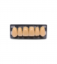 NEO LIGN A TOOTH ANT B51 UPPER B4 6 pc ASST 13, 12, 11, 21, 22, 23