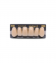 NEO LIGN A TOOTH ANT B51 UPPER D2 6 pc ASST 13, 12, 11, 21, 22, 23