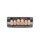NEO LIGN A TOOTH ANT C43 UPPER C3 6 pc ASST 13, 12, 11, 21, 22, 23