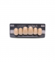 NEO LIGN A TOOTH ANT C43 UPPER D3 6 pc ASST 13, 12, 11, 21, 22, 23