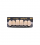 NEO LIGN A TOOTH ANT D48 UPPER B1 6 pc ASST 13, 12, 11, 21, 22, 23