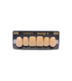 NEO LIGN A TOOTH ANT D48 UPPER B3 6 pc ASST 13, 12, 11, 21, 22, 23