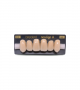 NEO LIGN A TOOTH ANT I45 UPPER D3 6 pc ASST 13, 12, 11, 21, 22, 23
