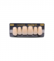 NEO LIGN A TOOTH ANT M48 UPPER A1 6 pc ASST 13, 12, 11, 21, 22, 23