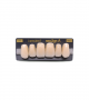 NEO LIGN A TOOTH ANT M48 UPPER A1 6 pc