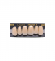 NEO LIGN A TOOTH ANT M48 UPPER D2 6 pc ASST 13, 12, 11, 21, 22, 23