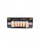NEO LIGN A TOOTH ANT D38 LOWER A1 6 pc ASST 43, 42, 41, 31, 32, 33