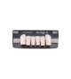 NEO LIGN A TOOTH ANT D38 LOWER BL3 6 pc ASST 43, 42, 41, 31, 32, 33