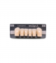 NEO LIGN A TOOTH ANT D41 LOWER A1 6 pc ASST 43, 42, 41, 31, 32, 33