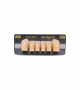 NEO LIGN A TOOTH ANT D41 LOWER A3 6 pc ASST 43, 42, 41, 31, 32, 33