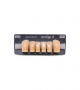 NEO LIGN A TOOTH ANT D41 LOWER A3.5 6 pc ASST 43, 42, 41, 31, 32, 33