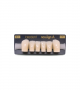 NEO LIGN A TOOTH ANT D41 LOWER B1 6 pc ASST 43, 42, 41, 31, 32, 33