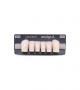 NEO LIGN A TOOTH ANT D41 LOWER BL3 6 pc ASST 43, 42, 41, 31, 32, 33