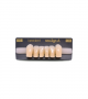 NEO LIGN A TOOTH ANT T35 LOWER A2 6 pc ASST 43, 42, 41, 31, 32, 33