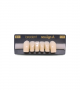 NEO LIGN A TOOTH ANT T35 LOWER B1 6 pc ASST 43, 42, 41, 31, 32, 33