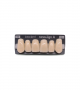 NOVO LIGN A VENEER ANT B51 UPPER D3 6 pc ASST 13, 12, 11, 21, 22, 23