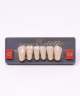 WIEDENT ESTETIC LOWER ANTERIORS SHADE C1