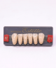 WIEDENT ESTETIC LOWER ANTERIORS SHADE B2