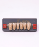 WIEDENT ESTETIC LOWER ANTERIORS SHADE C4