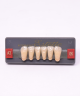 WIEDENT ESTETIC LOWER ANTERIORS SHADE A3