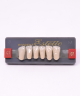 WIEDENT ESTETIC LOWER ANTERIORS SHADE C1