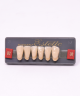 WIEDENT ESTETIC LOWER ANTERIORS SHADE B2