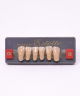 WIEDENT ESTETIC LOWER ANTERIORS SHADE C4