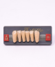 WIEDENT ESTETIC LOWER ANTERIORS SHADE A3.5