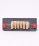 WIEDENT ESTETIC LOWER ANTERIORS SHADE C2