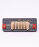 WIEDENT ESTETIC LOWER ANTERIORS SHADE C3