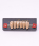 WIEDENT ESTETIC LOWER ANTERIORS SHADE C4