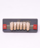 WIEDENT ESTETIC LOWER ANTERIORS SHADE D2