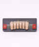 WIEDENT ESTETIC LOWER ANTERIORS SHADE D3