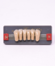 WIEDENT ESTETIC LOWER ANTERIORS SHADE D4