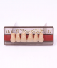 WIEDENT ESTETIC UPPER ANTERIORS SHADE D4