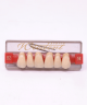 WIEDENT ESTETIC UPPER ANTERIORS SHADE B2