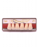 WIEDENT ESTETIC UPPER ANTERIORS SHADE B2