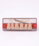 WIEDENT ESTETIC UPPER ANTERIORS SHADE D3