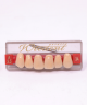 WIEDENT ESTETIC UPPER ANTERIORS SHADE A3.5