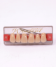 WIEDENT ESTETIC UPPER ANTERIORS SHADE A4