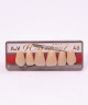 WIEDENT ESTETIC UPPER ANTERIORS SHADE A4